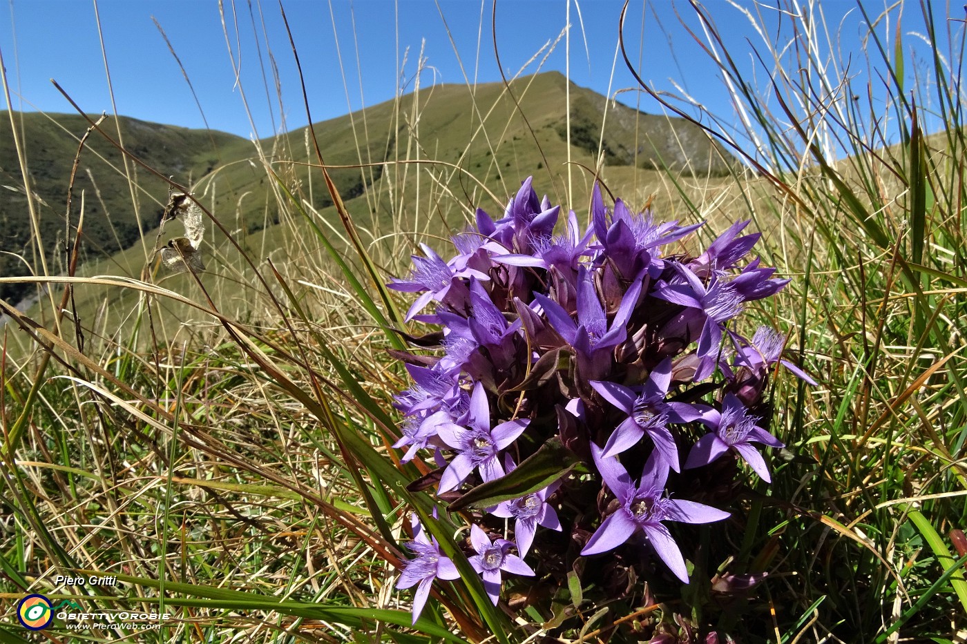 32  Genzianella germanica in piena fioritura.JPG